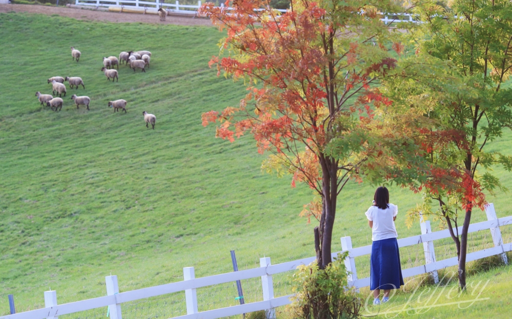 北海道｜士別。 羊與雲之丘 登臨療癒草原