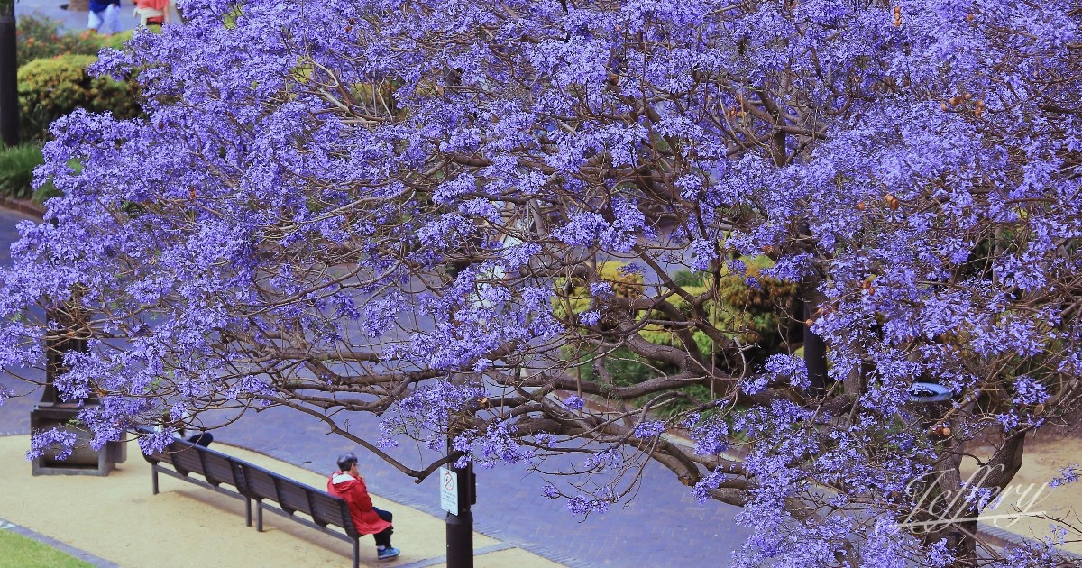 澳洲紀行｜雪梨。 在春天裡  遇見藍花楹