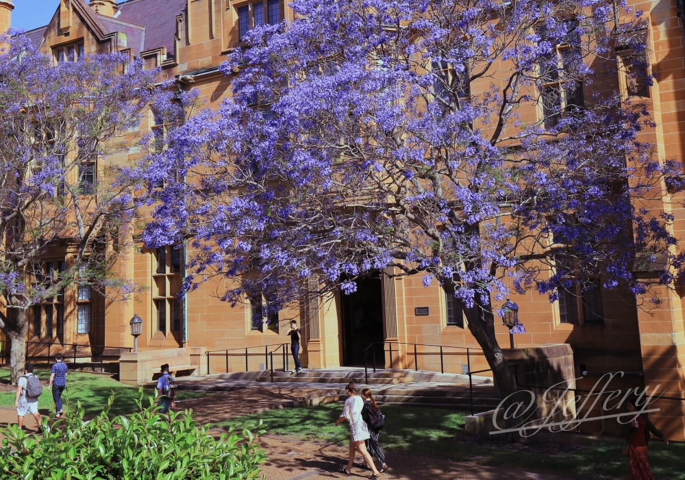澳洲紀行｜雪梨。 在春天裡 遇見藍花楹