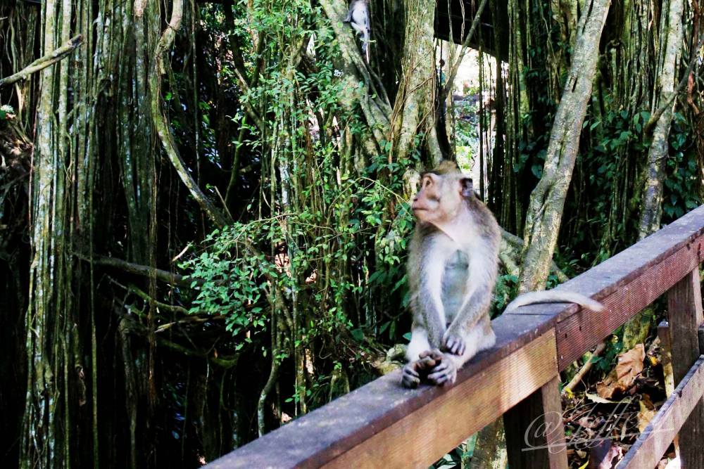 印尼紀行｜烏布。 闖入聖猴森林