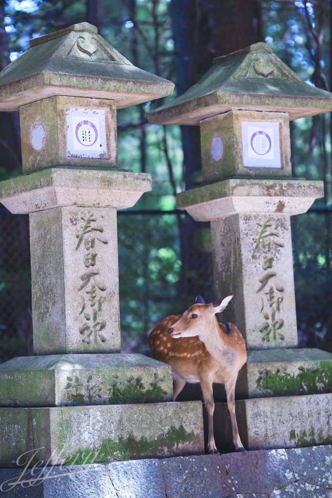 奈良｜東大寺。 熟悉的鹿群回來了