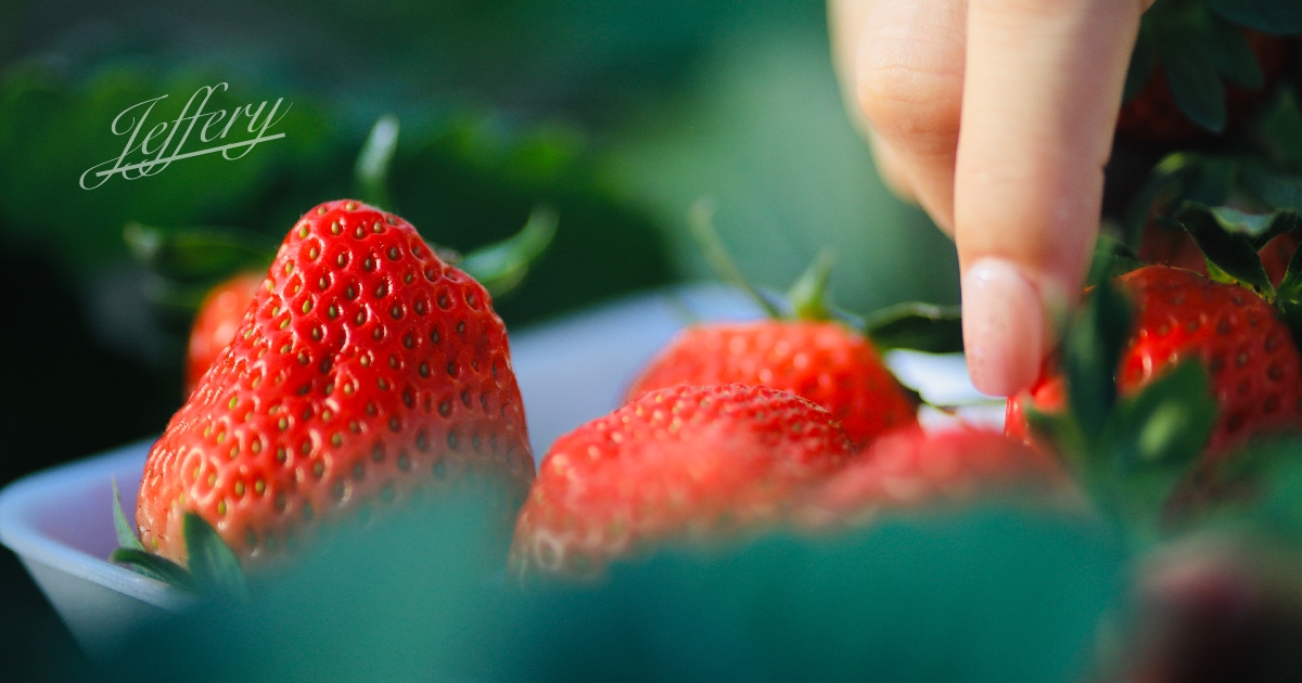 風味筆記｜西島園藝團地。  四國最大果園啖草莓