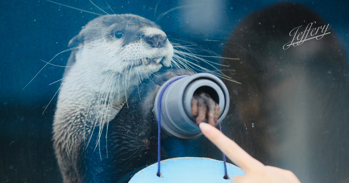 三重｜伊勢海洋樂園。   水獺握手會